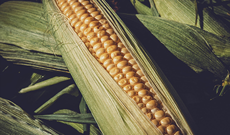 ũҵ��ѯЧ��